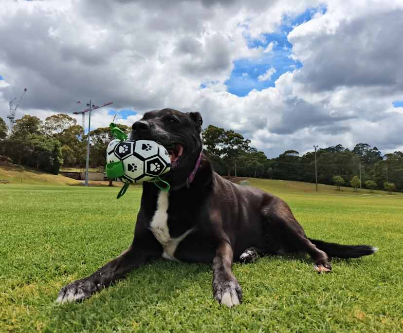 $280, Share-house, 4 bathrooms, Carlingford NSW 2118