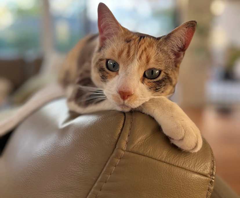 $300, Share-house, 4 bathrooms, Page ACT 2614