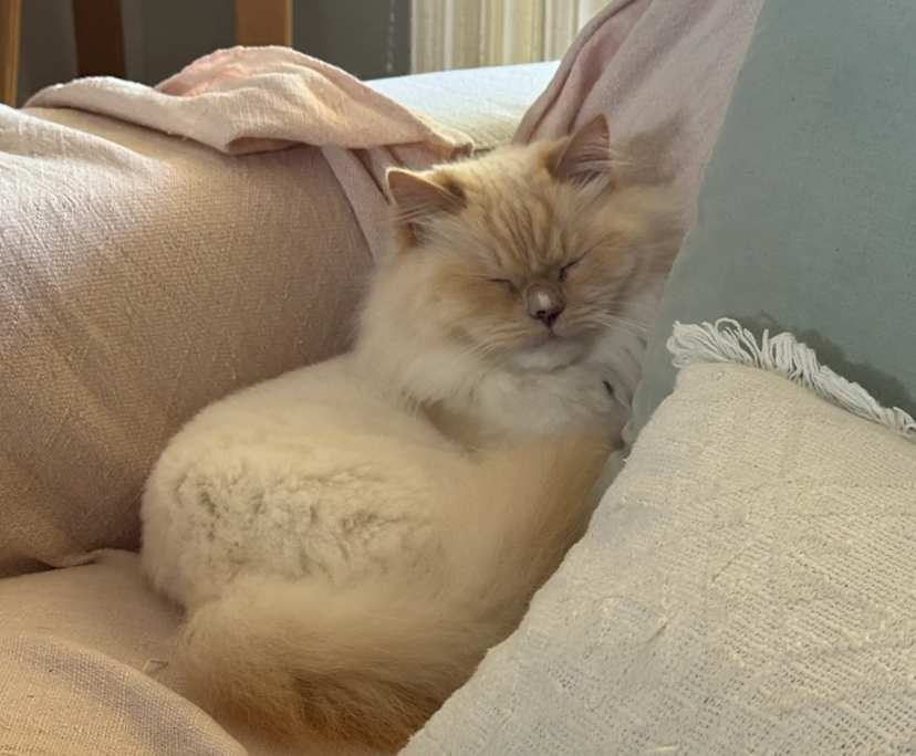 $310, Flatshare, 2 bathrooms, Southport QLD 4215