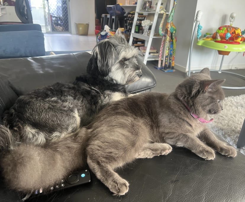 $300, Share-house, 3 bathrooms, Griffin QLD 4503