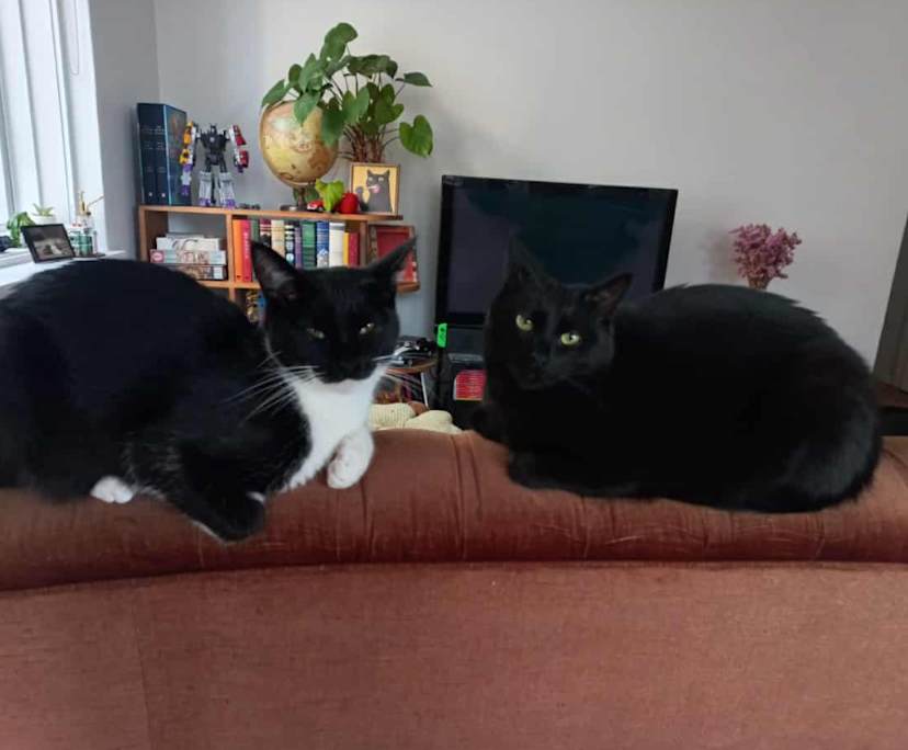 Unfurnished room in a flatshare