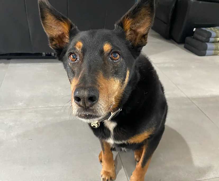 $300, Share-house, 3 bathrooms, Ridgehaven SA 5097