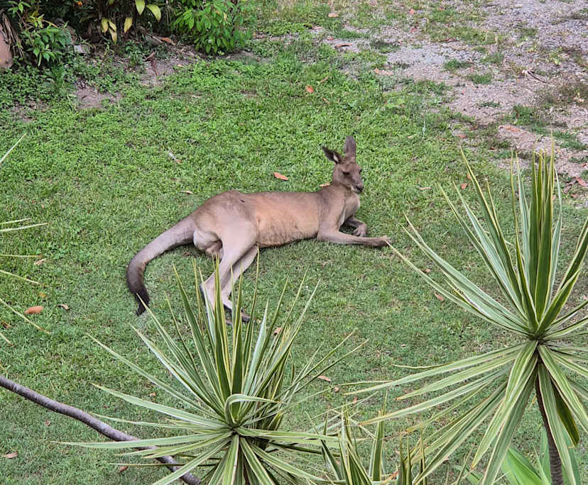 $375, Share-house, 3 bathrooms, Yandina Creek QLD 4561