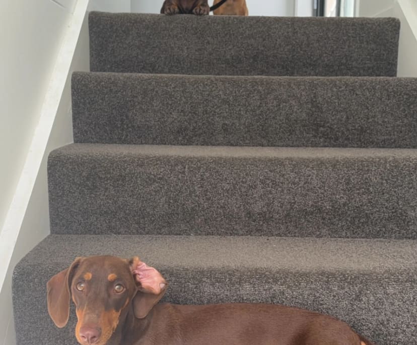 $280, Share-house, 3 bathrooms, Hope Island QLD 4212