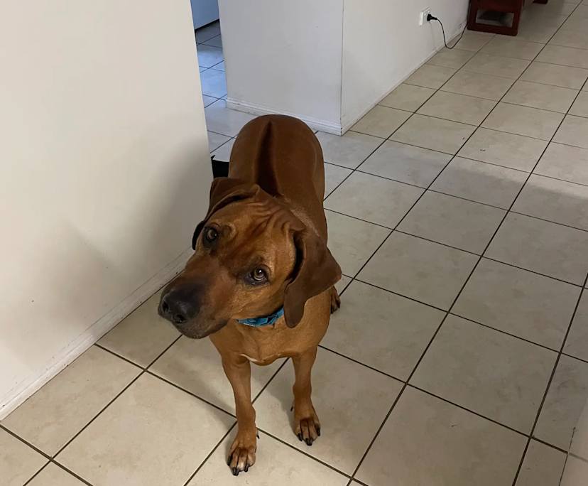 Furnished room with ensuite in a share house