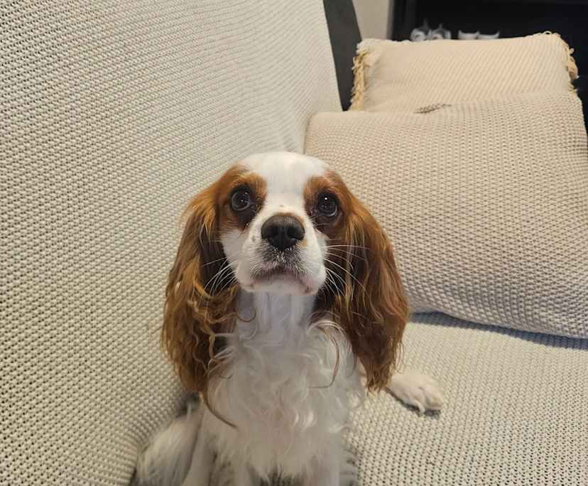 $350, Share-house, 2 bathrooms, Earlwood NSW 2206