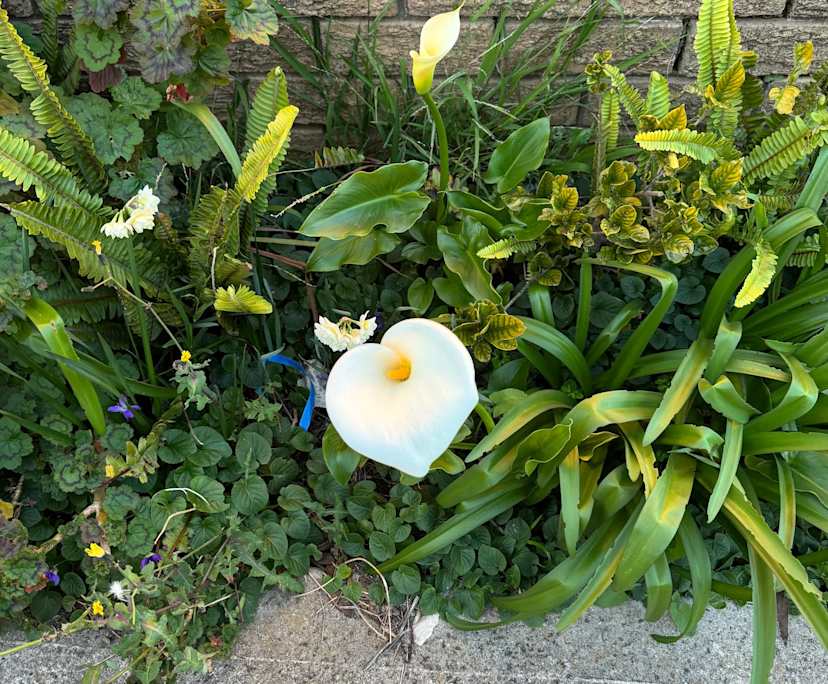 $240-250, Share-house, 3 rooms, Sunshine West VIC 3020, Sunshine West VIC 3020