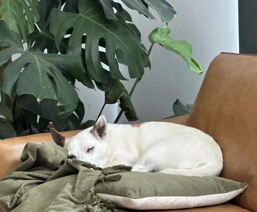 $300, Share-house, 4 bathrooms, Wantirna South VIC 3152