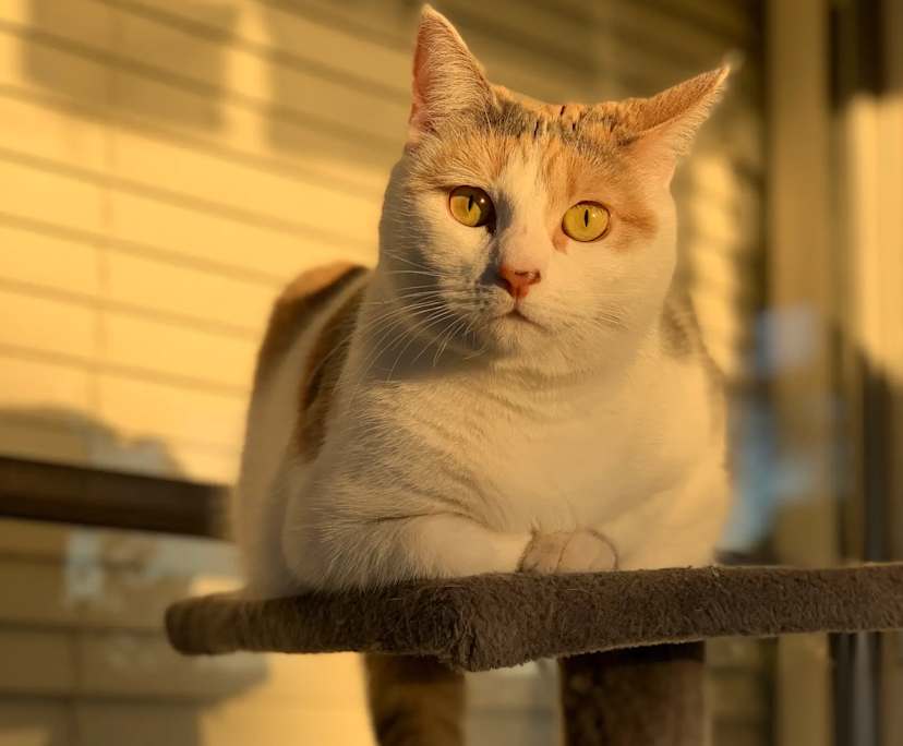 $275, Flatshare, 3 bathrooms, Tenambit NSW 2323