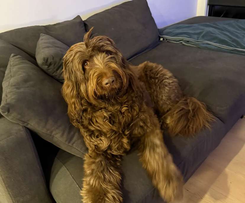 $350, Flatshare, 3 bathrooms, Coburg VIC 3058