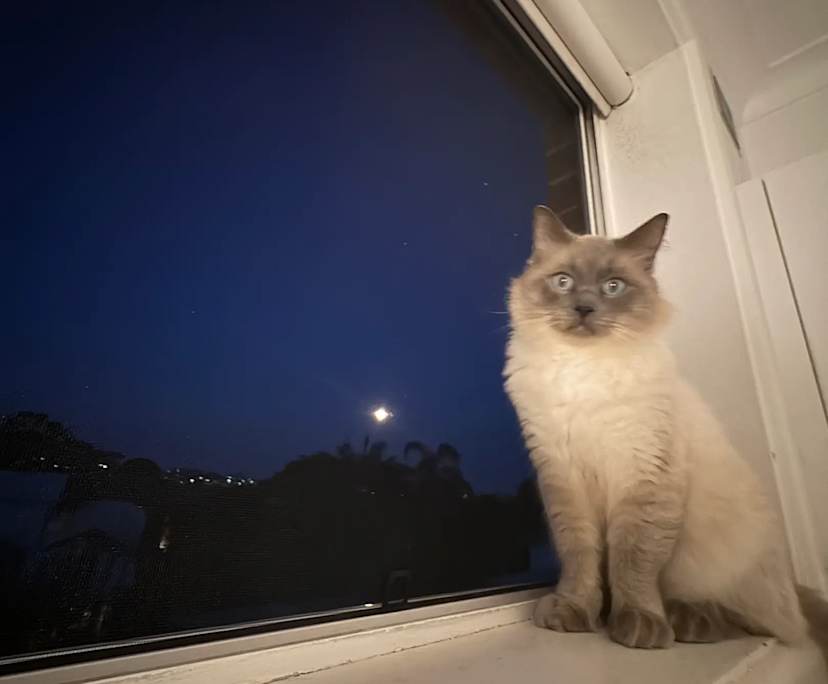 $350, Flatshare, 2 bathrooms, Curl Curl NSW 2096