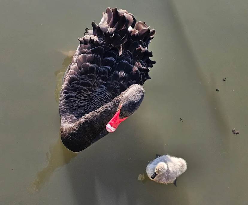 $420, Share-house, 3 bathrooms, Caroline Springs VIC 3023