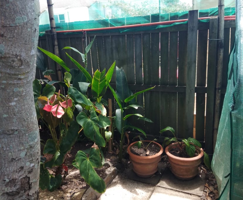 $315, Flatshare, 2 bathrooms, Sunrise Beach QLD 4567