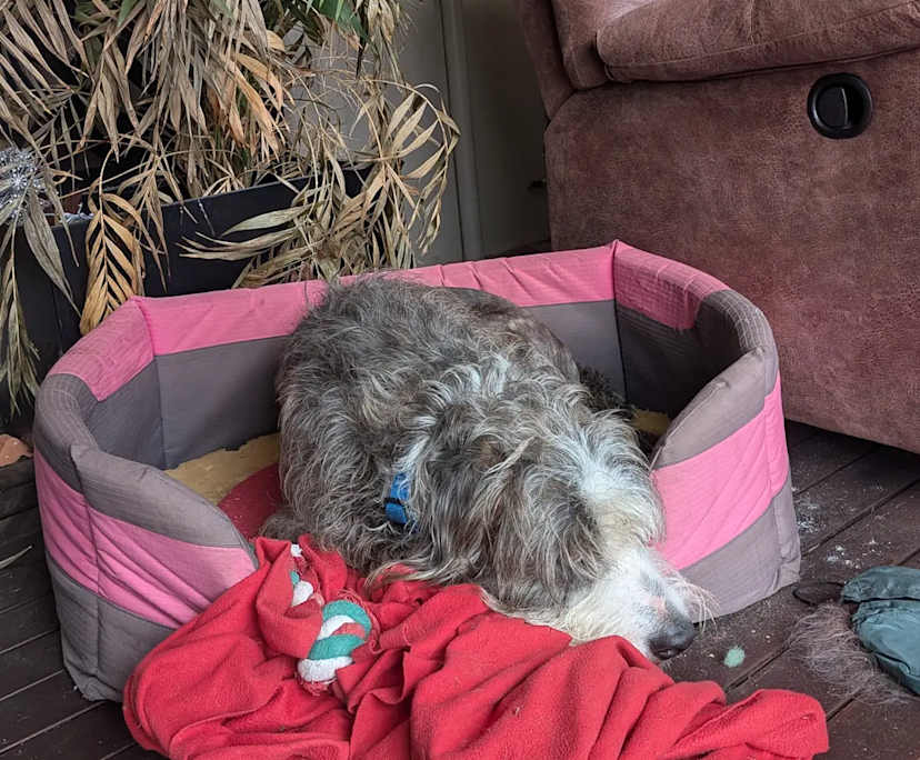 $250, Share-house, 3 bathrooms, South Bunbury WA 6230