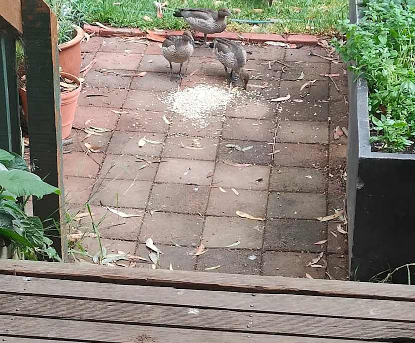 $250, Share-house, 5 bathrooms, Nairne SA 5252