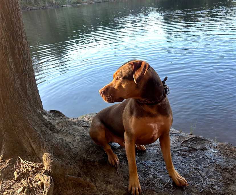 $185, Share-house, 3 bathrooms, Cook ACT 2614