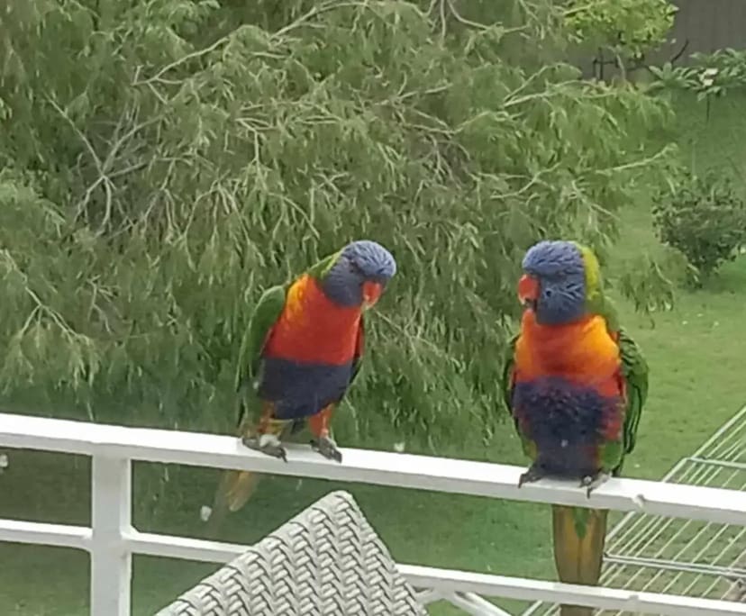 $375, Flatshare, 2 bathrooms, Monterey NSW 2217