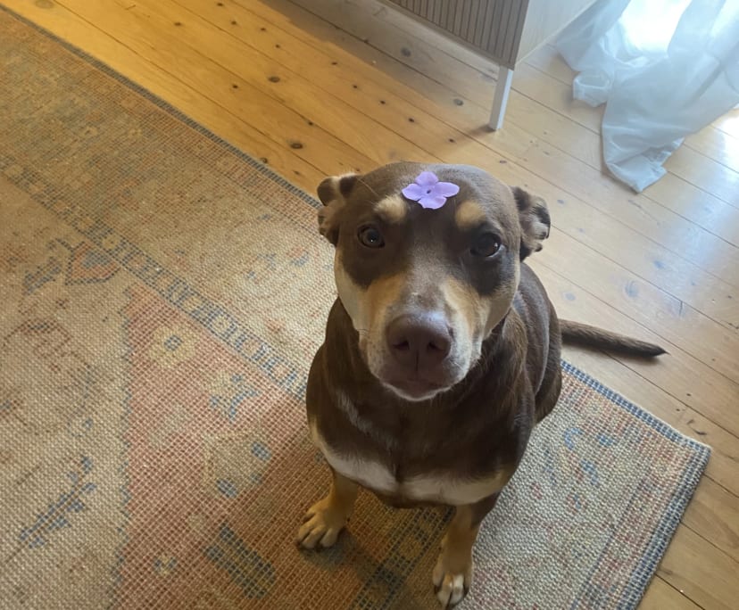 $240, Share-house, 3 bathrooms, Southport QLD 4215