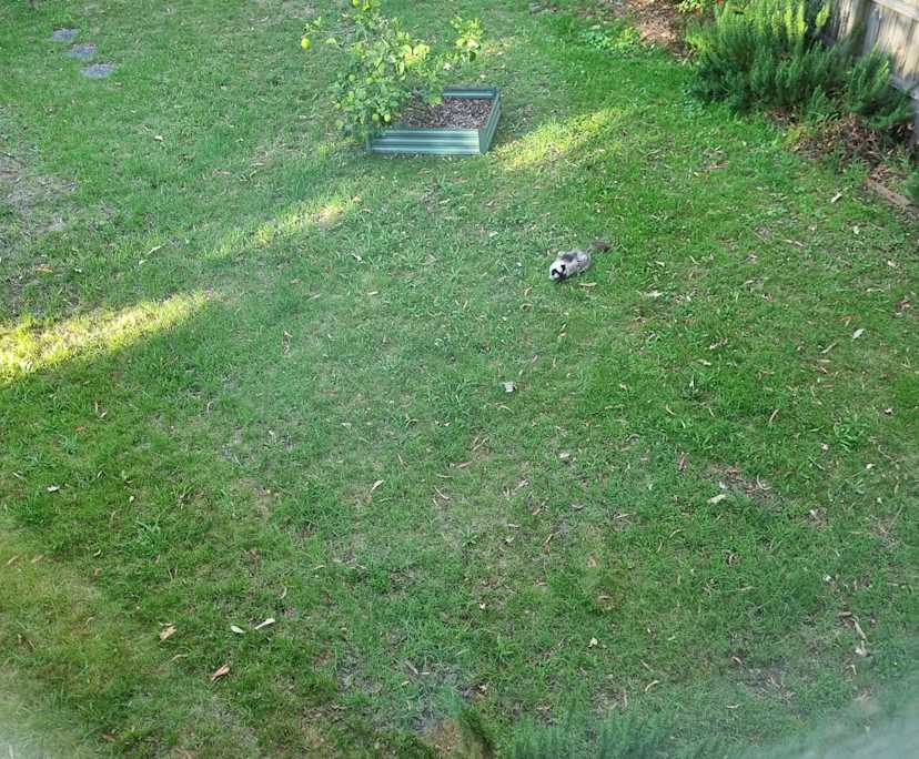 $350, Student-accommodation, 3 bathrooms, Greensborough VIC 3088