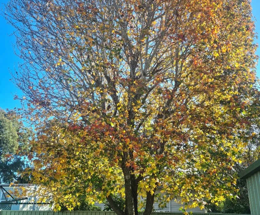 $290, Share-house, 3 bathrooms, Blacktown NSW 2148