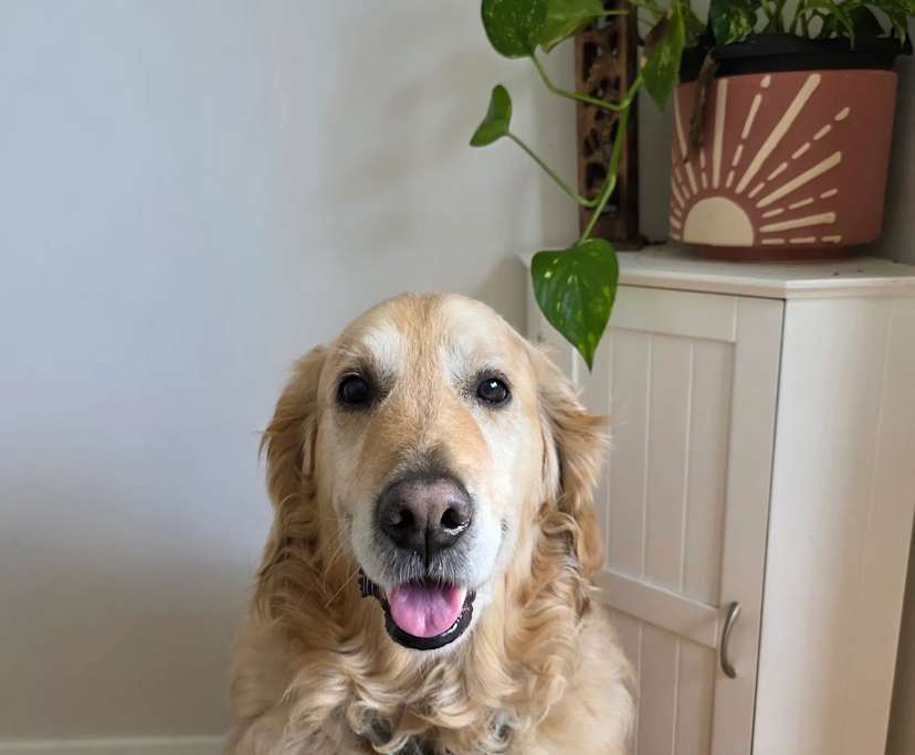 $360, Share-house, 3 bathrooms, Gymea NSW 2227