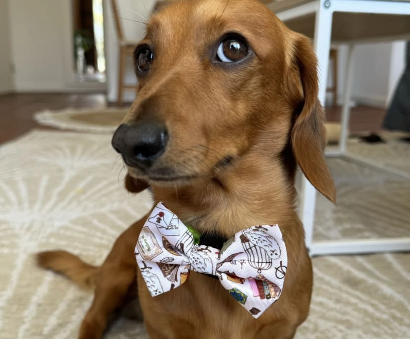 $600, Flatshare, 2 bathrooms, North Bondi NSW 2026