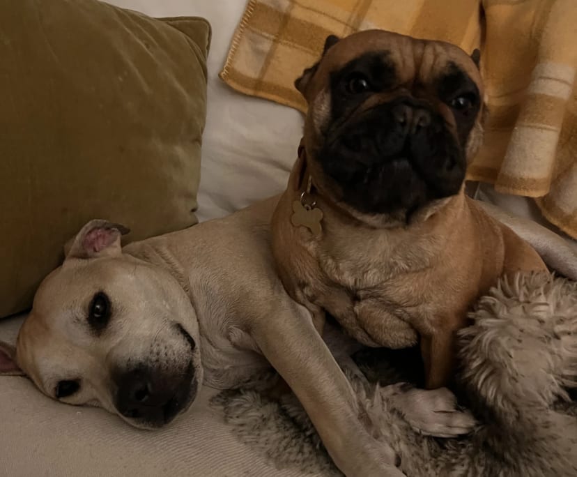 $280, Share-house, 2 bathrooms, Pascoe Vale VIC 3044