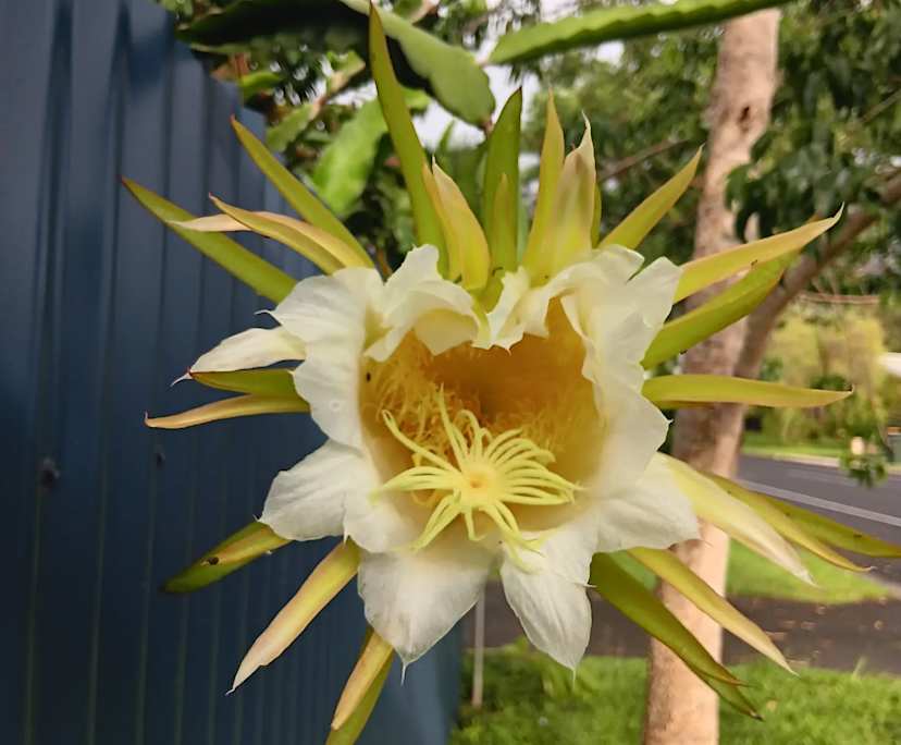 $250, Share-house, 3 bathrooms, Bentley Park QLD 4869