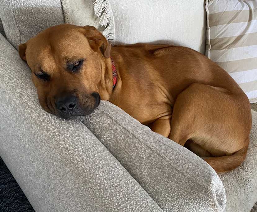 $375, Share-house, 4 bathrooms, Banksia Grove WA 6031