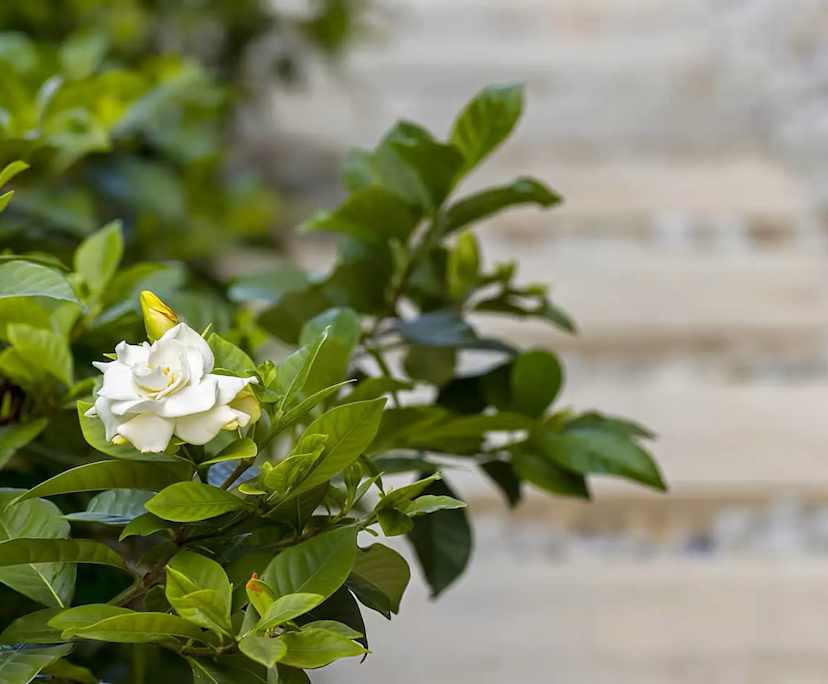 $500, Share-house, 5 bathrooms, Rouse Hill NSW 2155