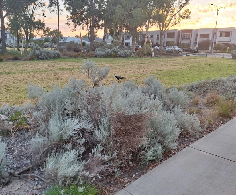 $320-350, Share-house, 2 rooms, Aveley WA 6069, Aveley WA 6069