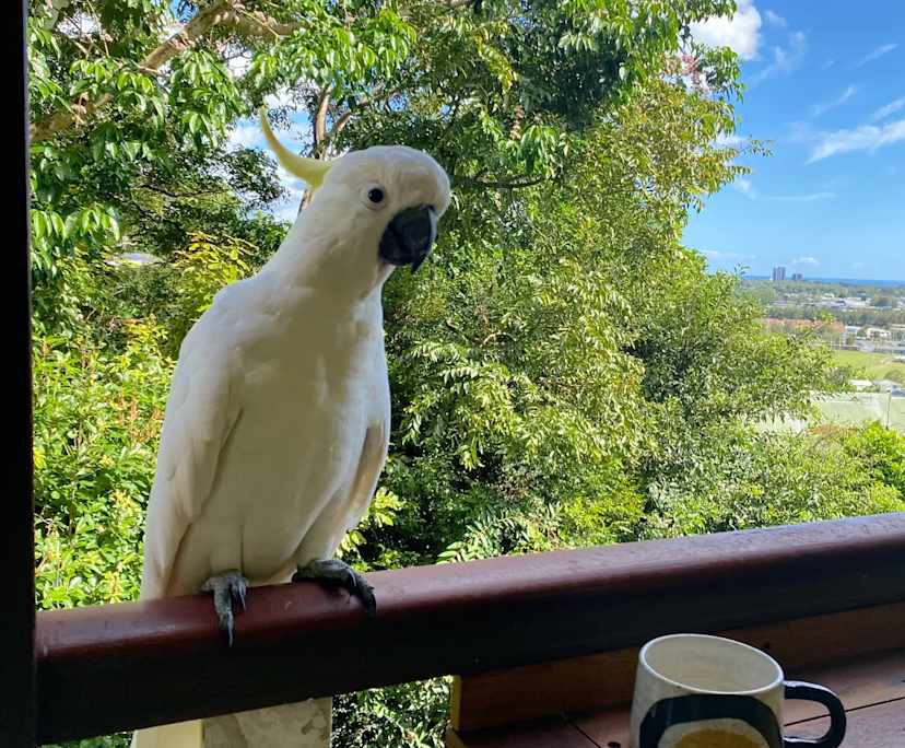 $340, Flatshare, 3 bathrooms, Currumbin Waters QLD 4223