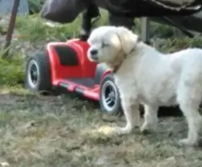 Room for Rent in Gin Gin, QLD 100, Furnished, Sha...