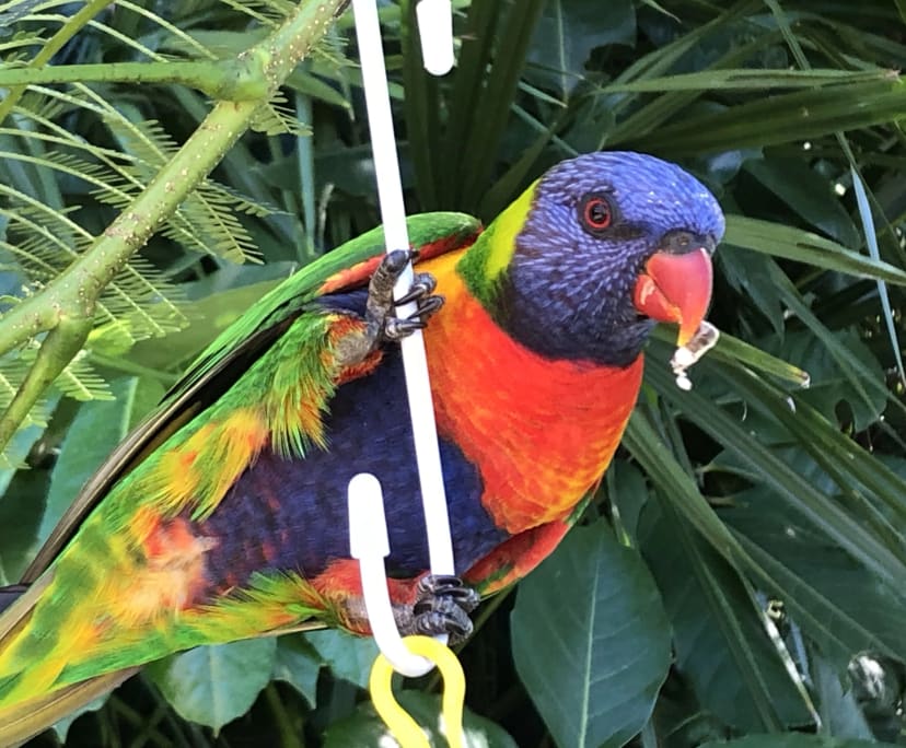 $350, Flatshare, 2 bathrooms, Broadbeach Waters QLD 4218