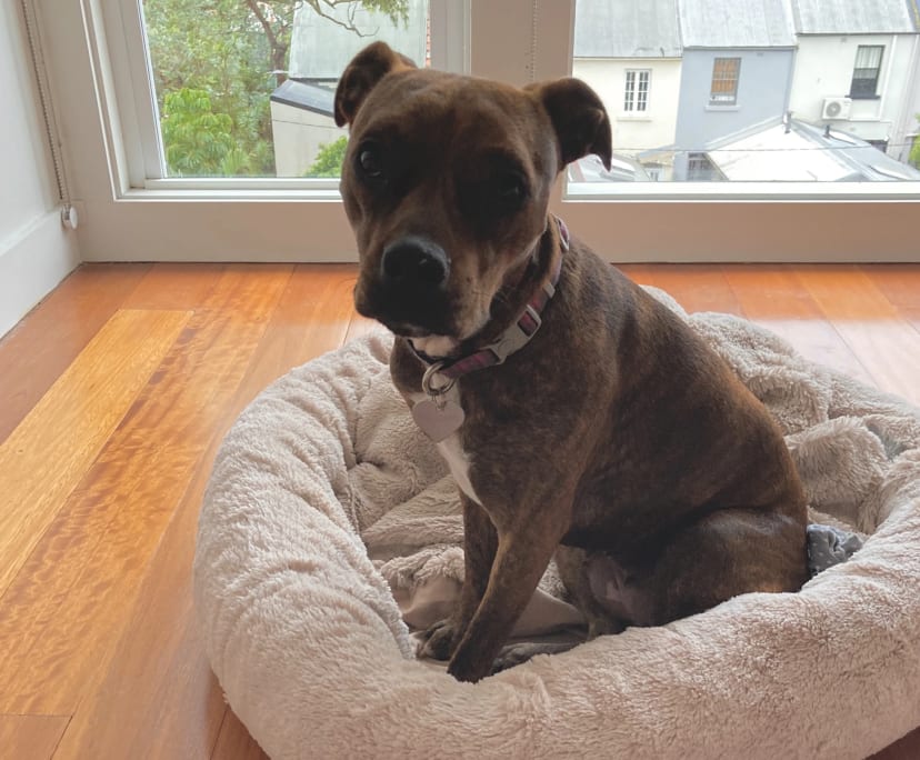 $550, Share-house, 2 bathrooms, Glebe NSW 2037