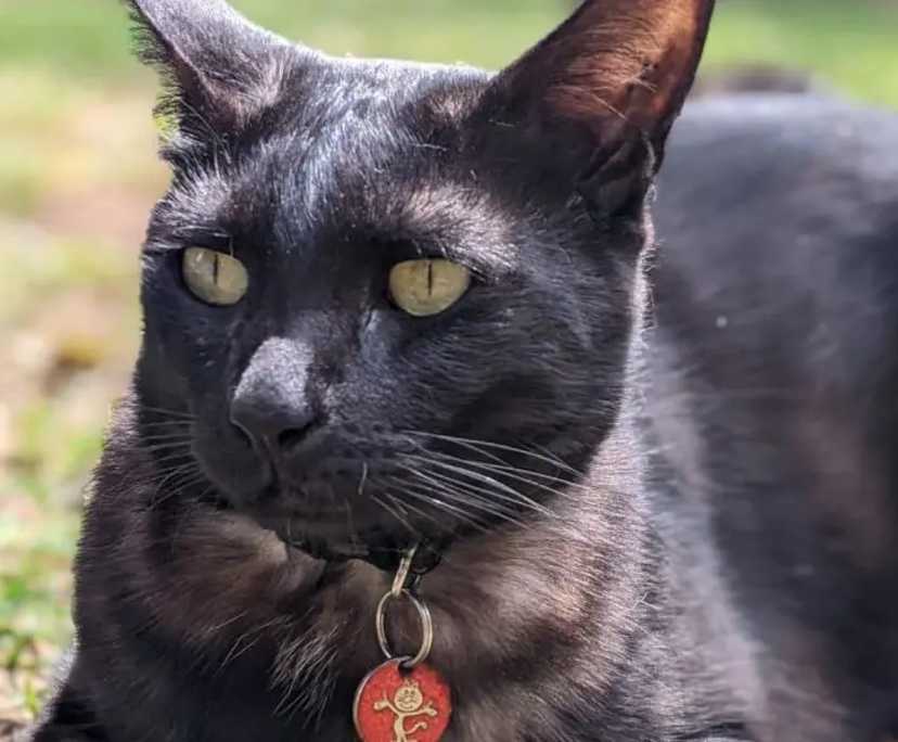 $270-360, Homestay, 2 rooms, Yarraville VIC 3013, Yarraville VIC 3013