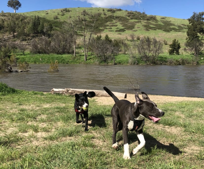 $170, Share-house, 4 bathrooms, Watson ACT 2602