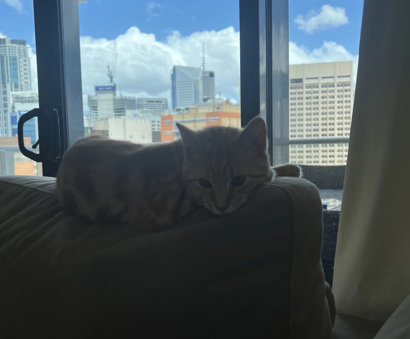 $350, Flatshare, 2 bathrooms, Spring Hill QLD 4000