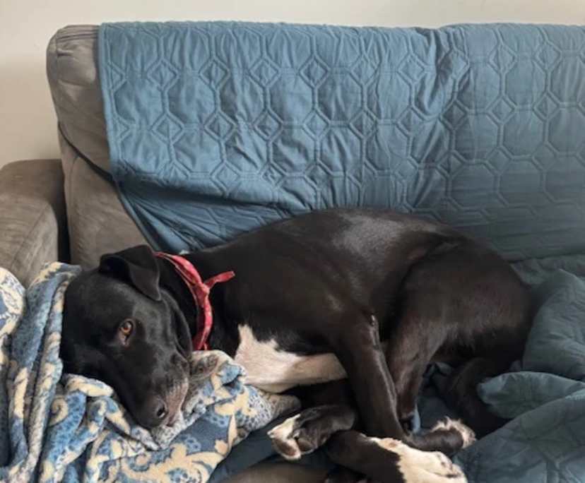 $300, Share-house, 3 bathrooms, Nollamara WA 6061