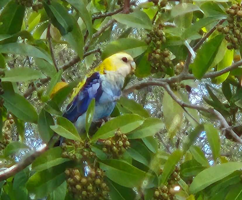 $270, Share-house, 2 bathrooms, Bardon QLD 4065