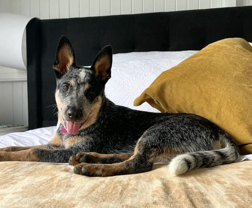 $300, Share-house, 3 bathrooms, Bungalow QLD 4870