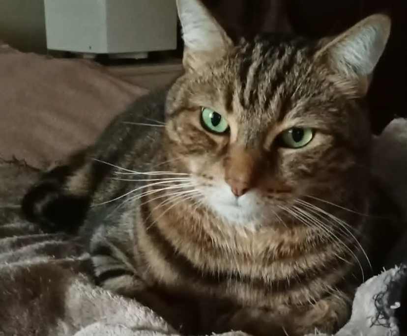 $290, Share-house, 4 bathrooms, Spring Hill QLD 4000