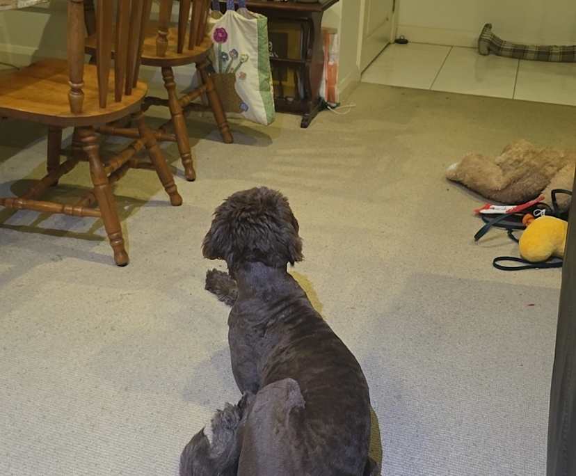 $245, Share-house, 3 bathrooms, Coniston NSW 2500