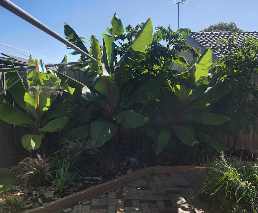 $270, Share-house, 2 bathrooms, Chelsea VIC 3196