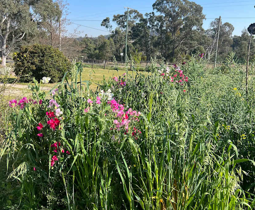 $200-270, Share-house, 2 rooms, Severnlea QLD 4380, Severnlea QLD 4380