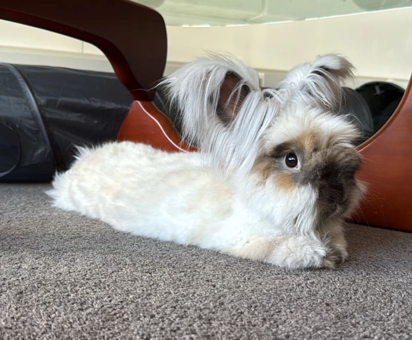 $230, Share-house, 3 bathrooms, Lawson ACT 2617