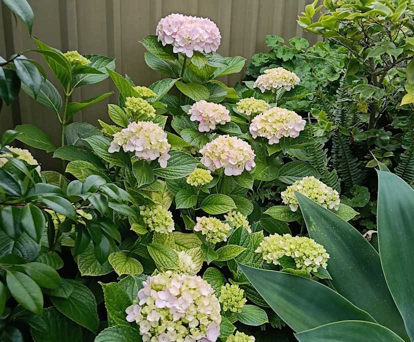 $250, Share-house, 3 bathrooms, Hove SA 5048