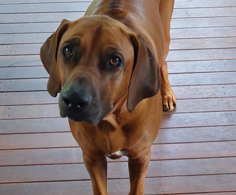 $345, Share-house, 2 bathrooms, Holland Park QLD 4121