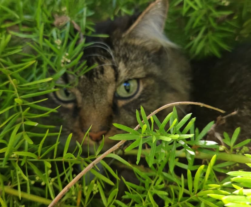 $300, Share-house, 2 rooms, Merrimac QLD 4226, Merrimac QLD 4226