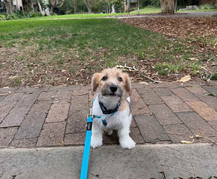 $450, Flatshare, 2 bathrooms, Ultimo NSW 2007